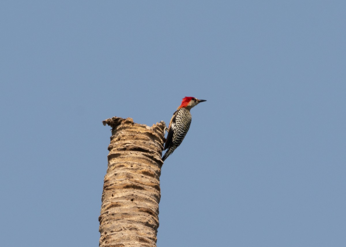 West Indian Woodpecker - ML617824855