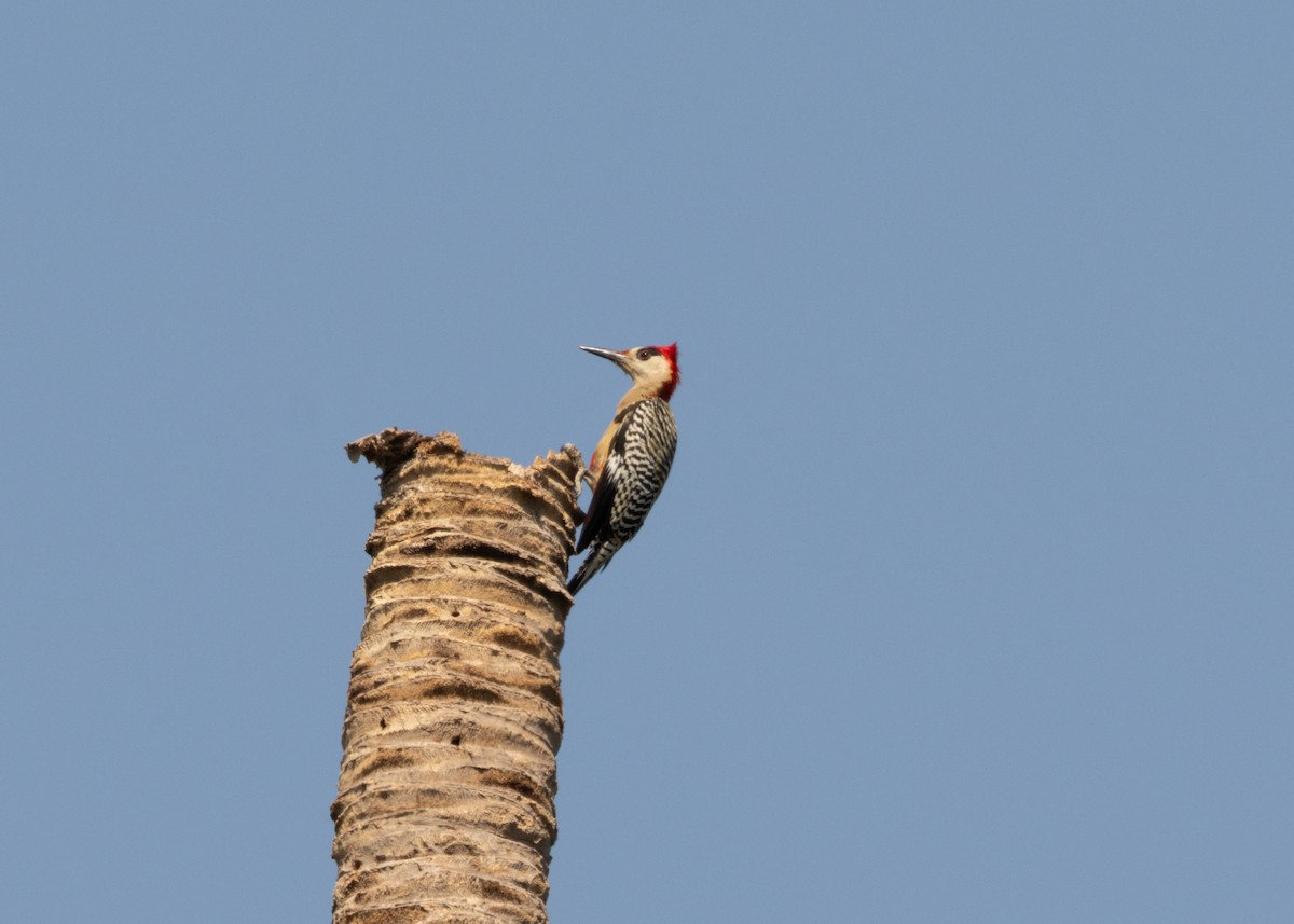 West Indian Woodpecker - ML617824856
