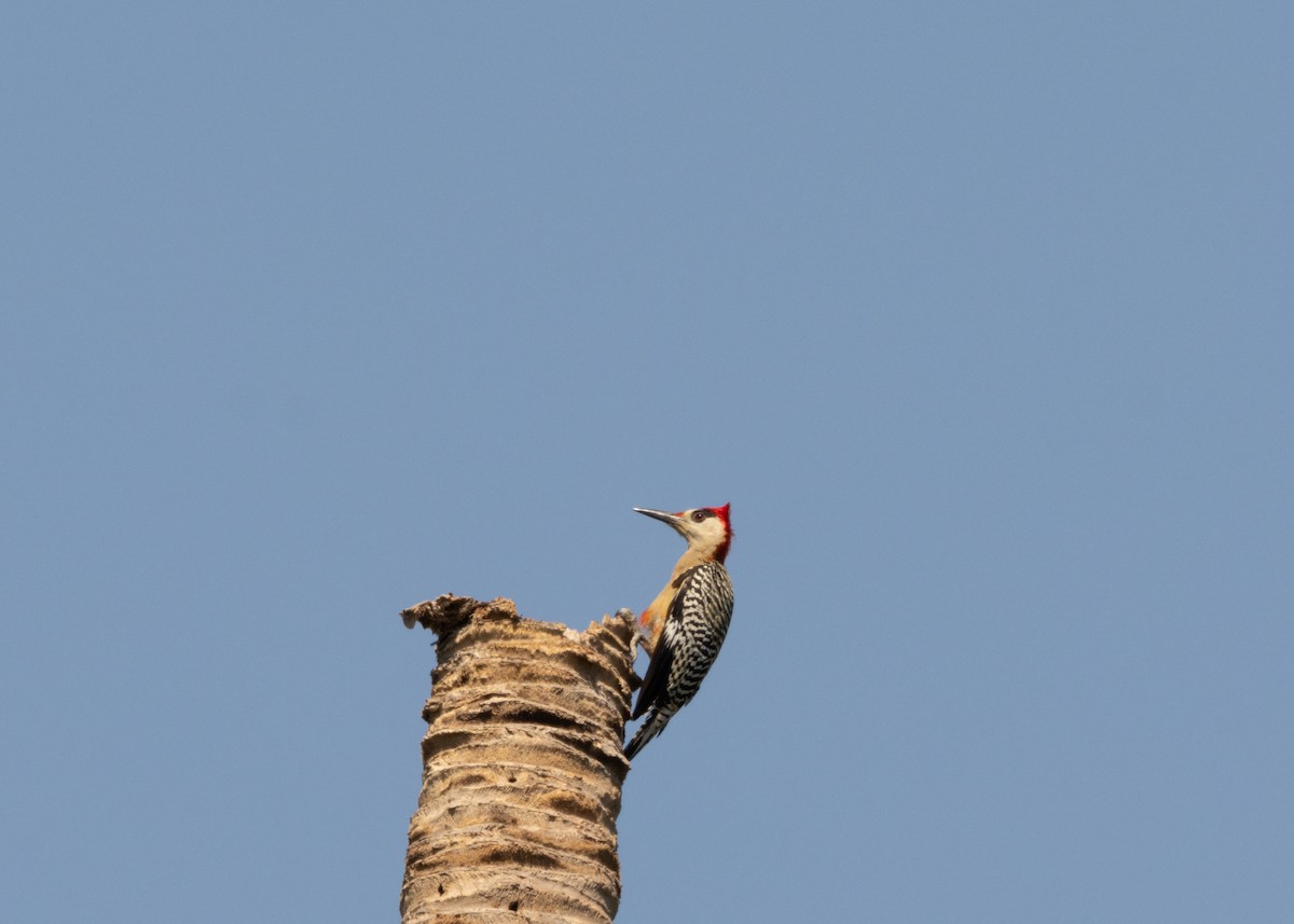 West Indian Woodpecker - ML617824858