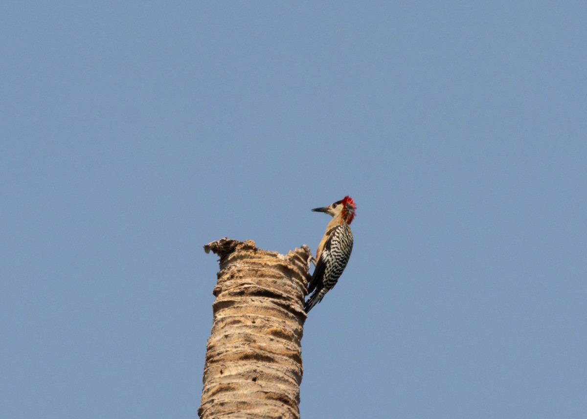 West Indian Woodpecker - ML617824859