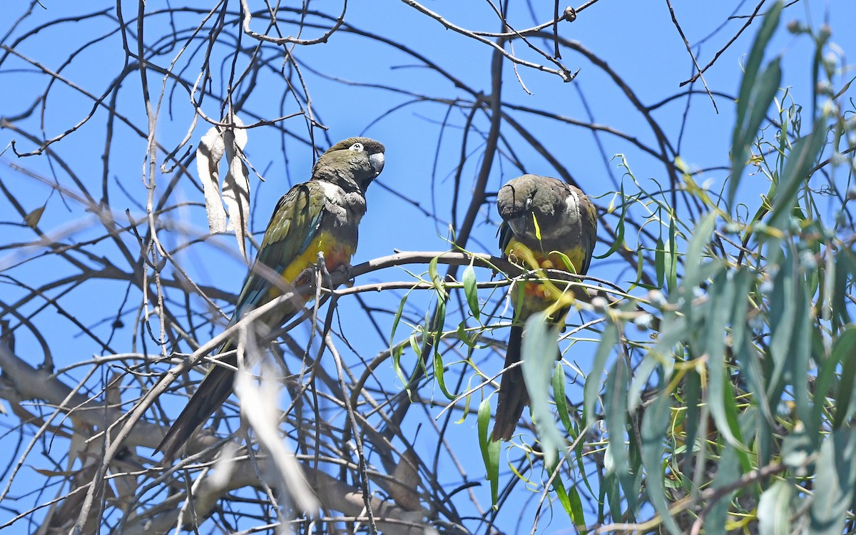 Burrowing Parakeet (Chilean) - ML617824883