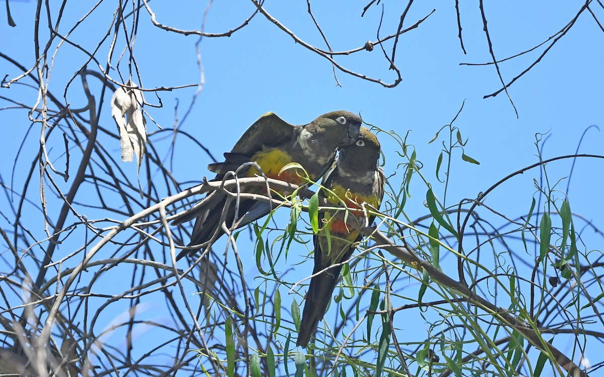 Burrowing Parakeet (Chilean) - ML617824884
