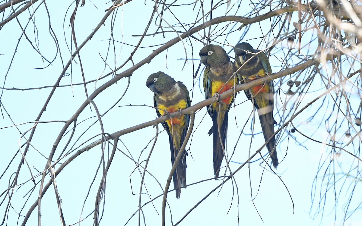 Burrowing Parakeet (Chilean) - ML617824885