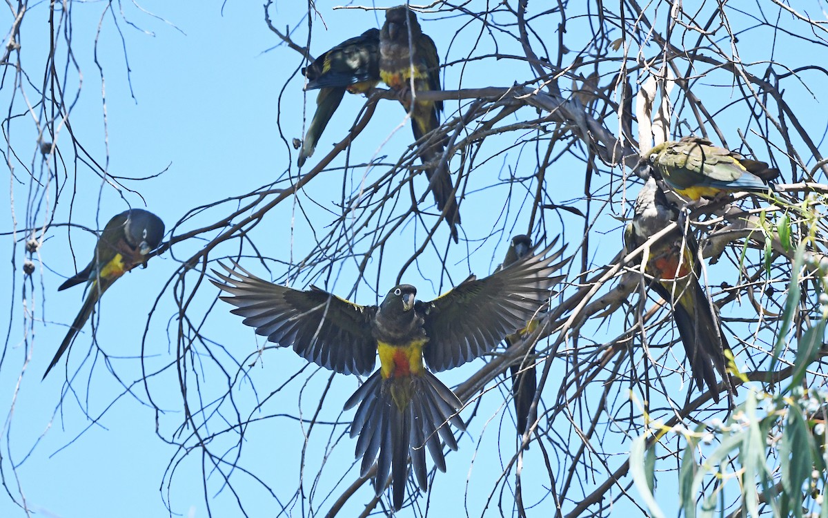 Burrowing Parakeet (Chilean) - ML617824886