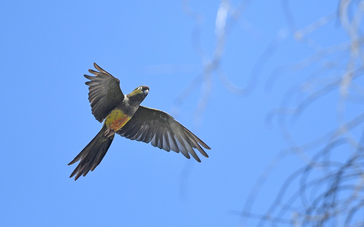 Burrowing Parakeet (Chilean) - ML617824887