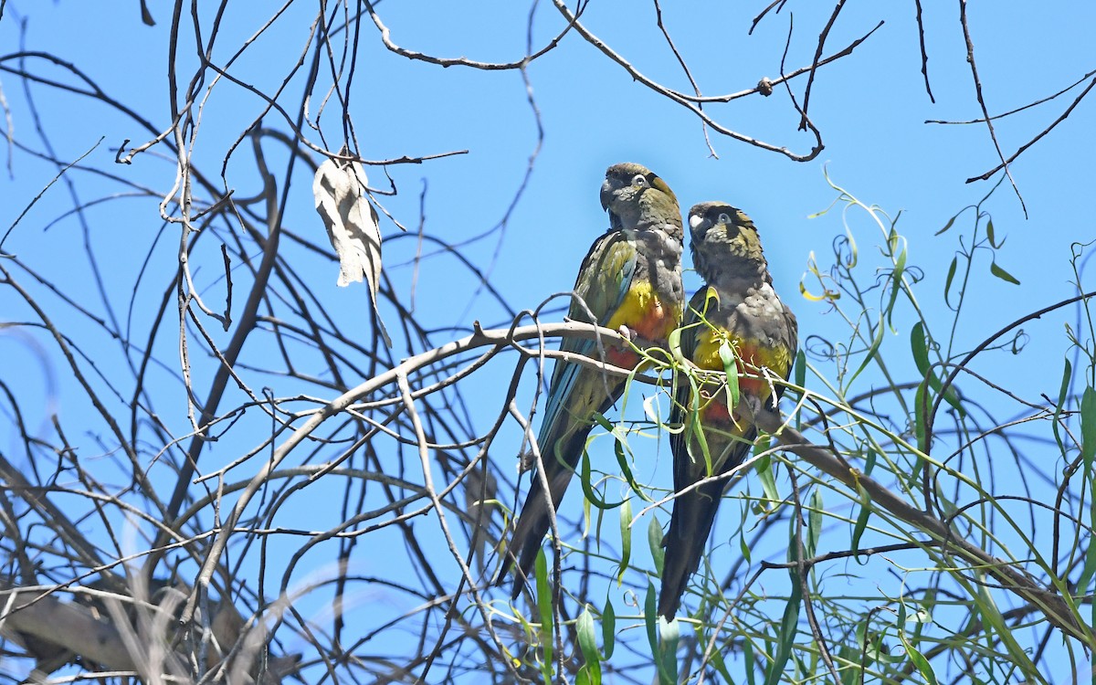 Burrowing Parakeet (Chilean) - ML617824888