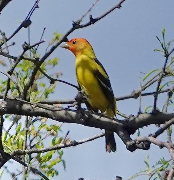 Western Tanager - ML617824905