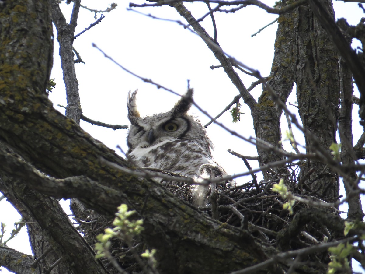Great Horned Owl - ML617824926