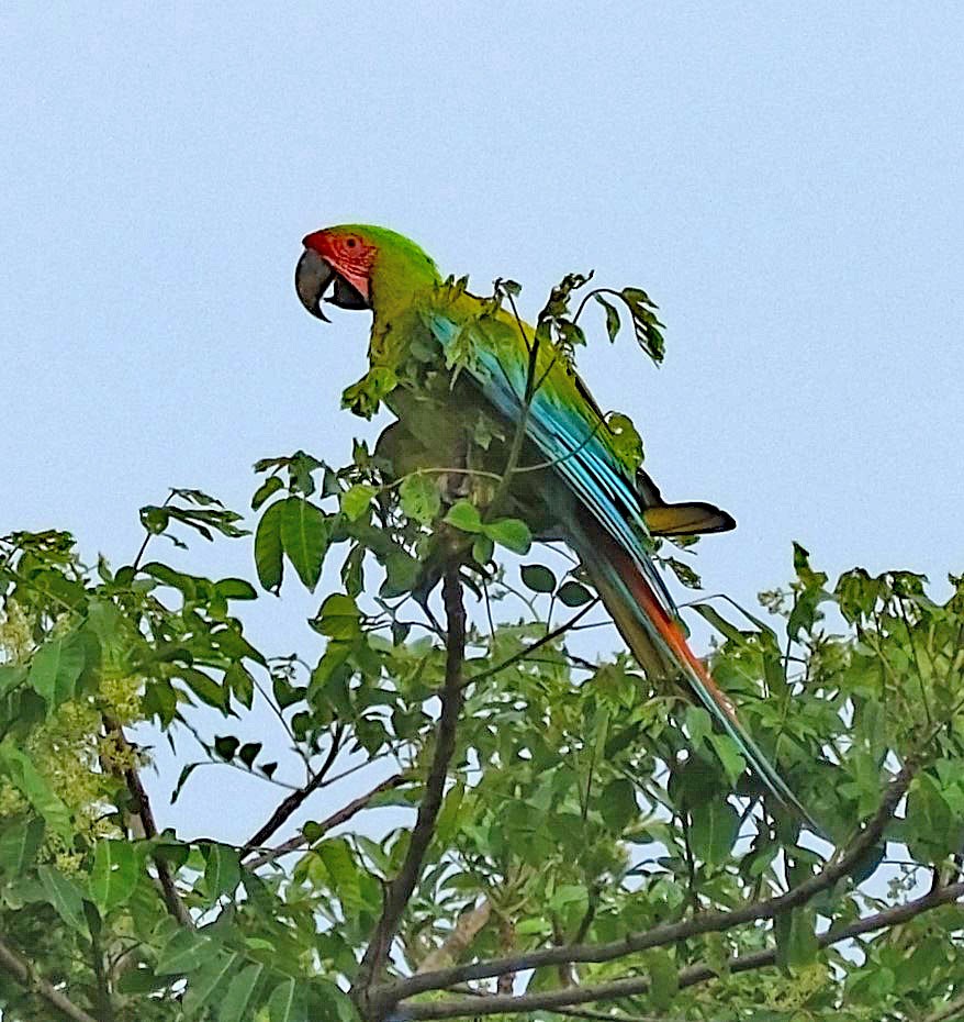 Great Green Macaw - Lori Bellis