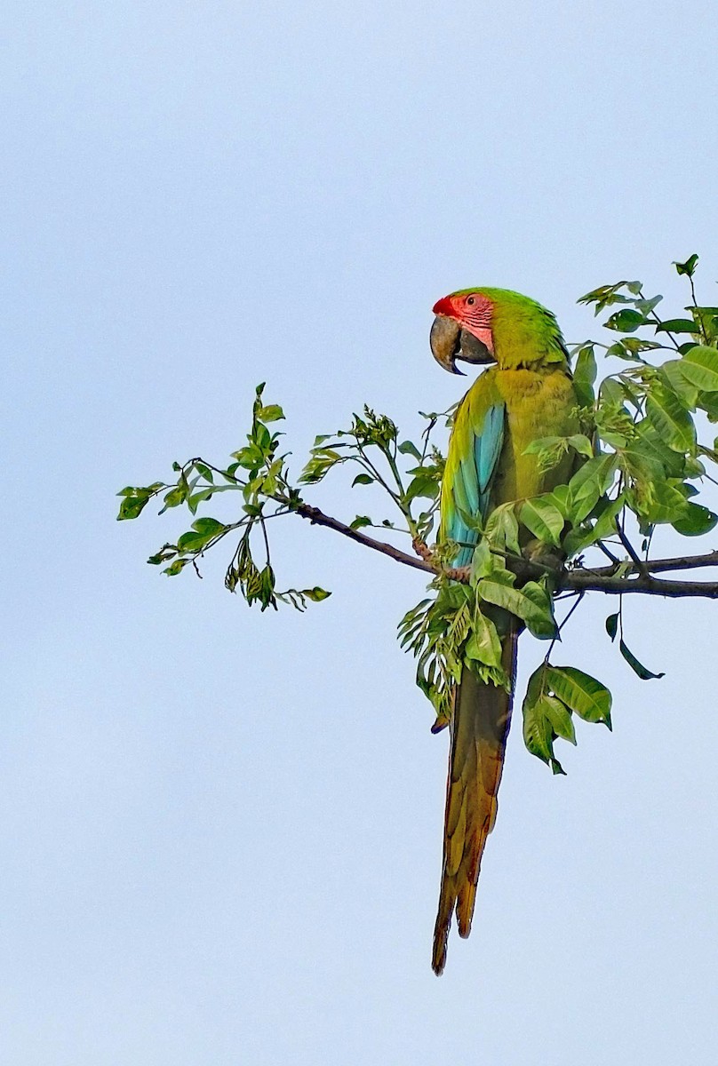Great Green Macaw - Lori Bellis
