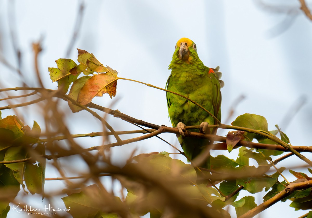Yellow-crowned Parrot - Kathleen Howard