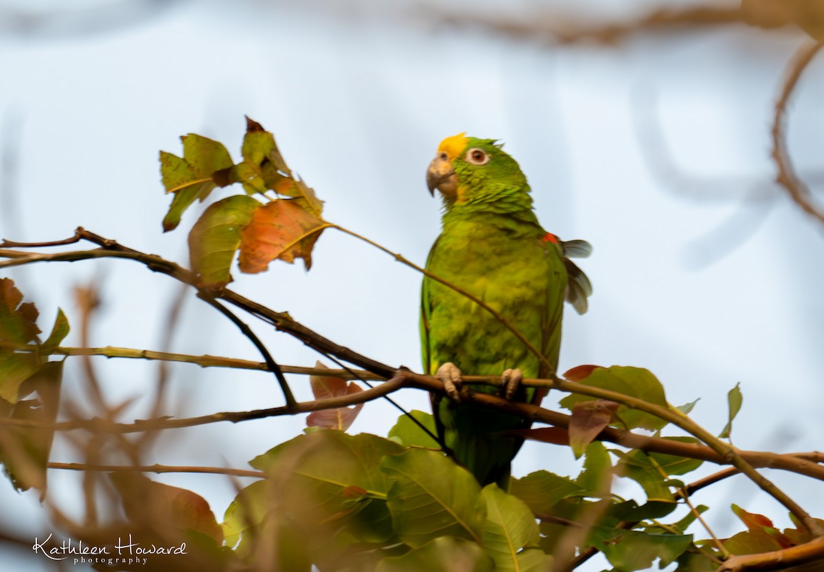 Yellow-crowned Parrot - ML617825181