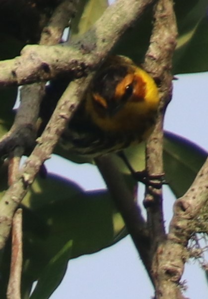 Cape May Warbler - ML617825204