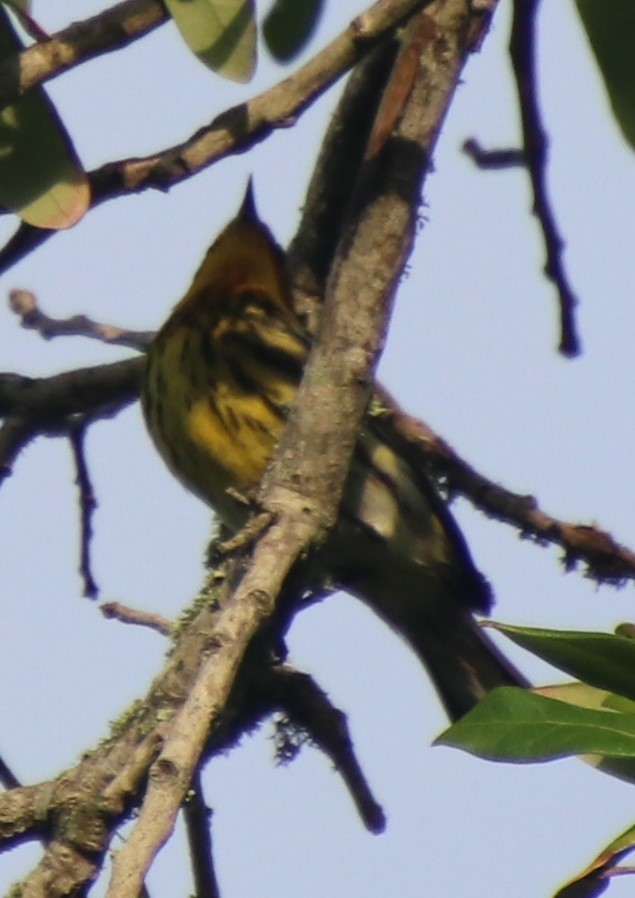 Cape May Warbler - ML617825205
