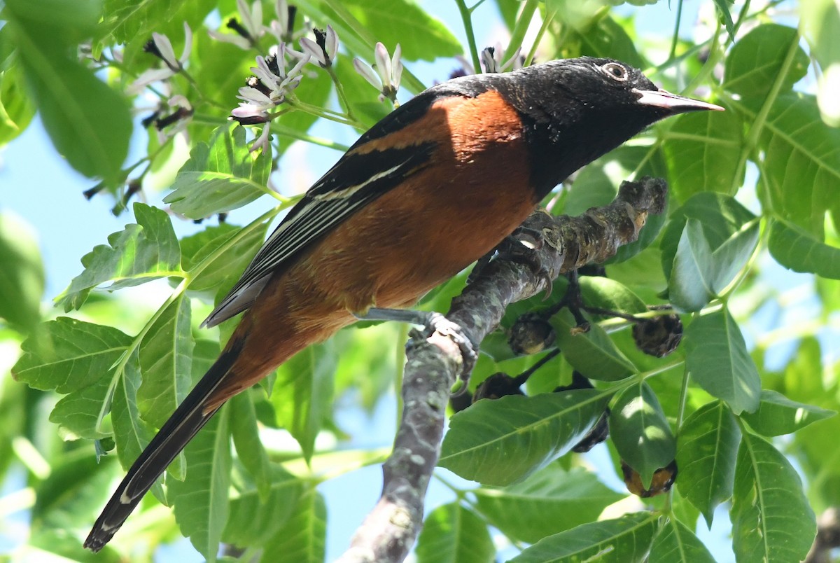 Orchard Oriole - ML617825211