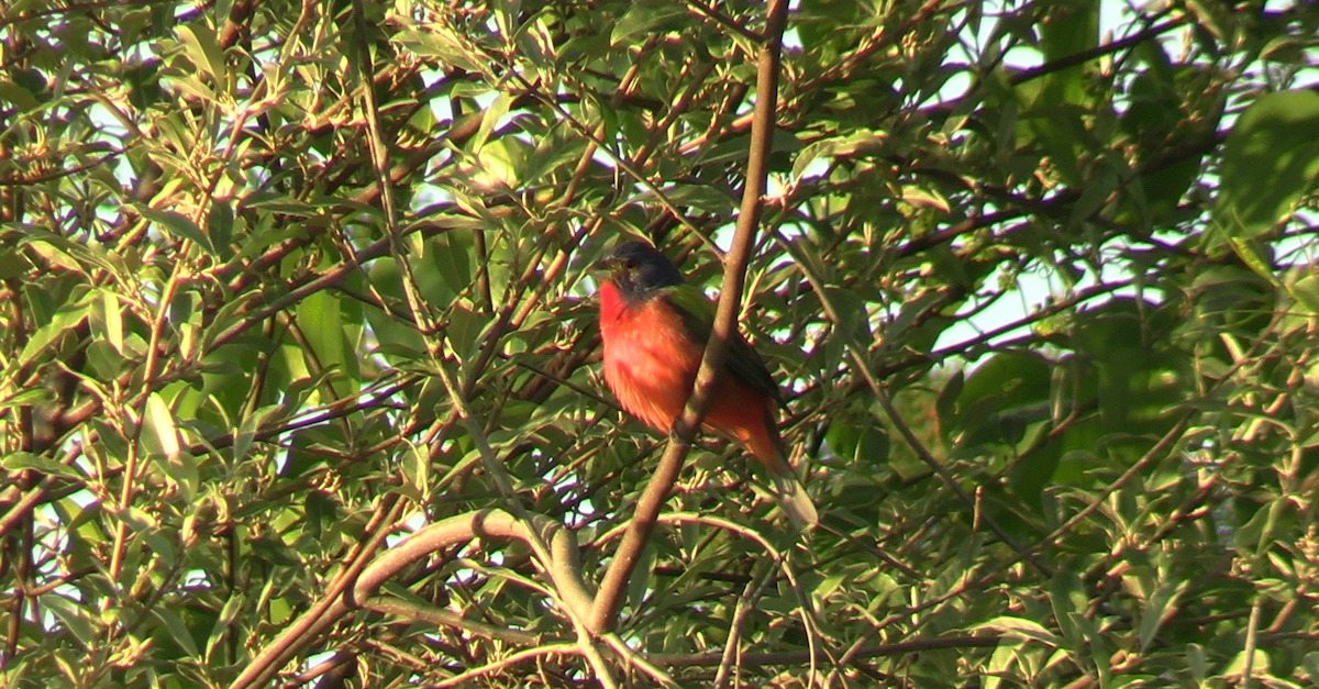 Painted Bunting - ML617825270