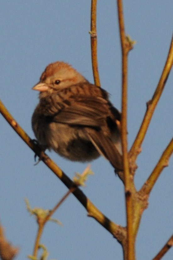 Rufous-winged Sparrow - Debra Chatham