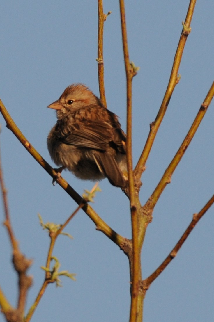Rufous-winged Sparrow - ML617825293