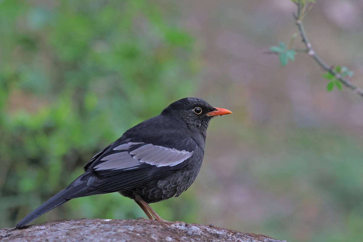 Gray-winged Blackbird - PANKAJ GUPTA