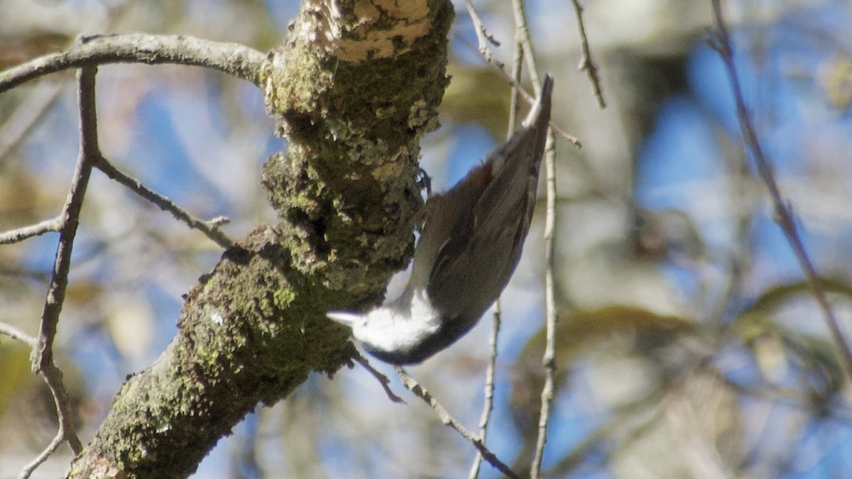 White-breasted Nuthatch - ML617825340