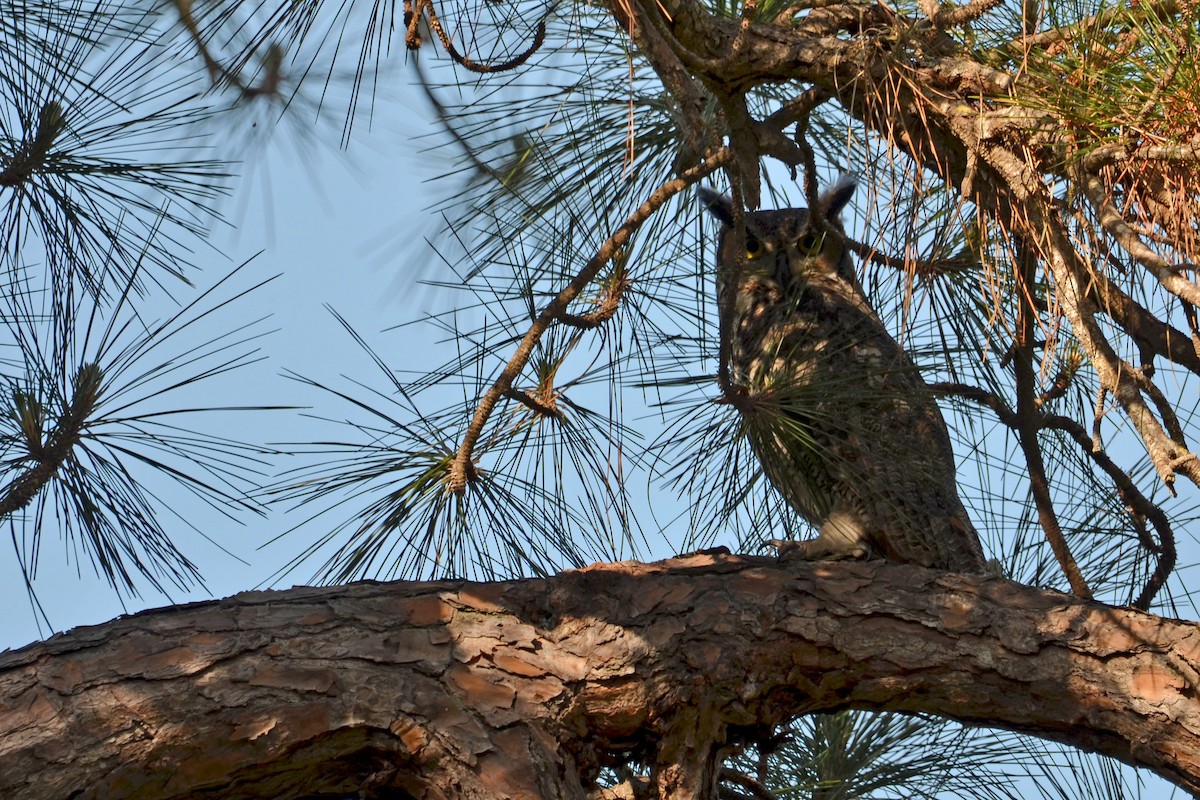Great Horned Owl - ML617825353