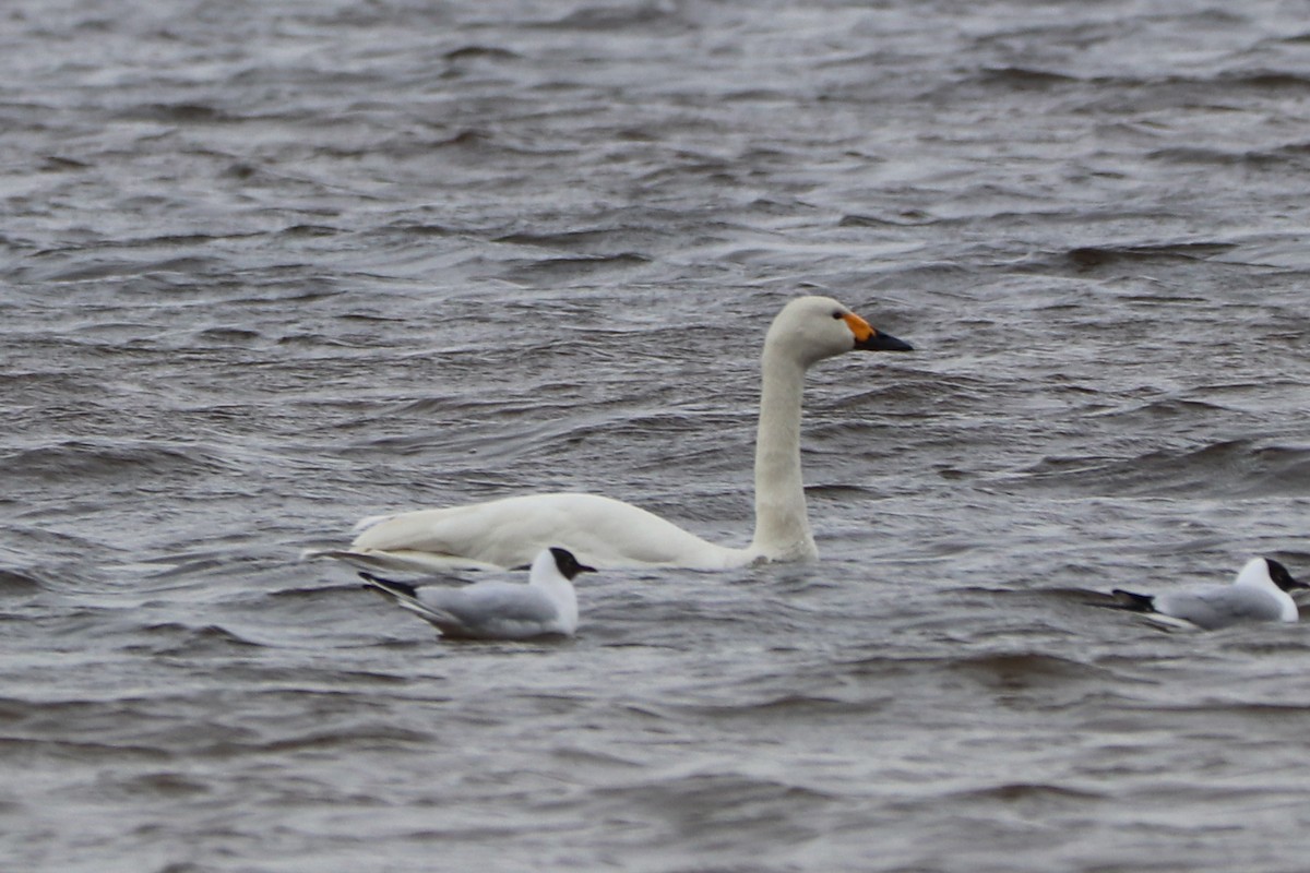 Tundra Swan (Bewick's) - ML617825381