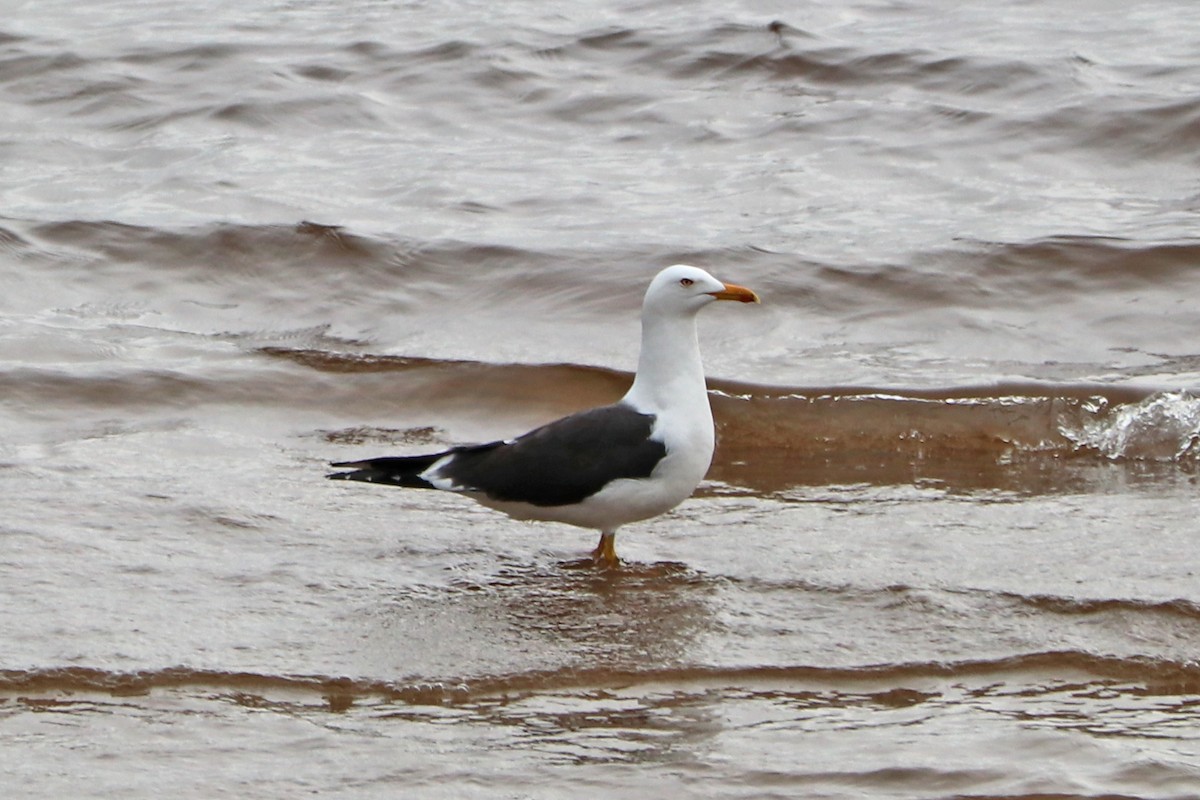 Lesser Black-backed Gull - Mariia Bukhareva