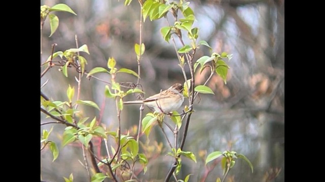 Clay-colored Sparrow - ML617825442