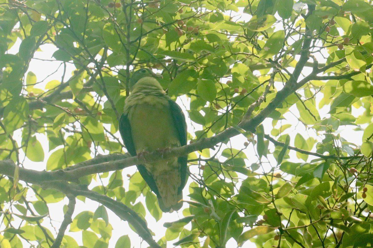 Thick-billed Green-Pigeon - ML617825463