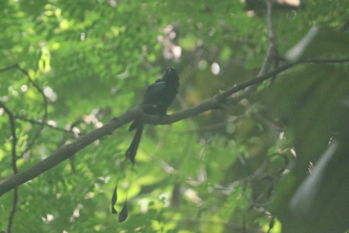 Greater Racket-tailed Drongo - David Vickers