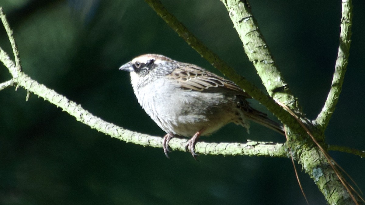 Striped Sparrow - ML617825523