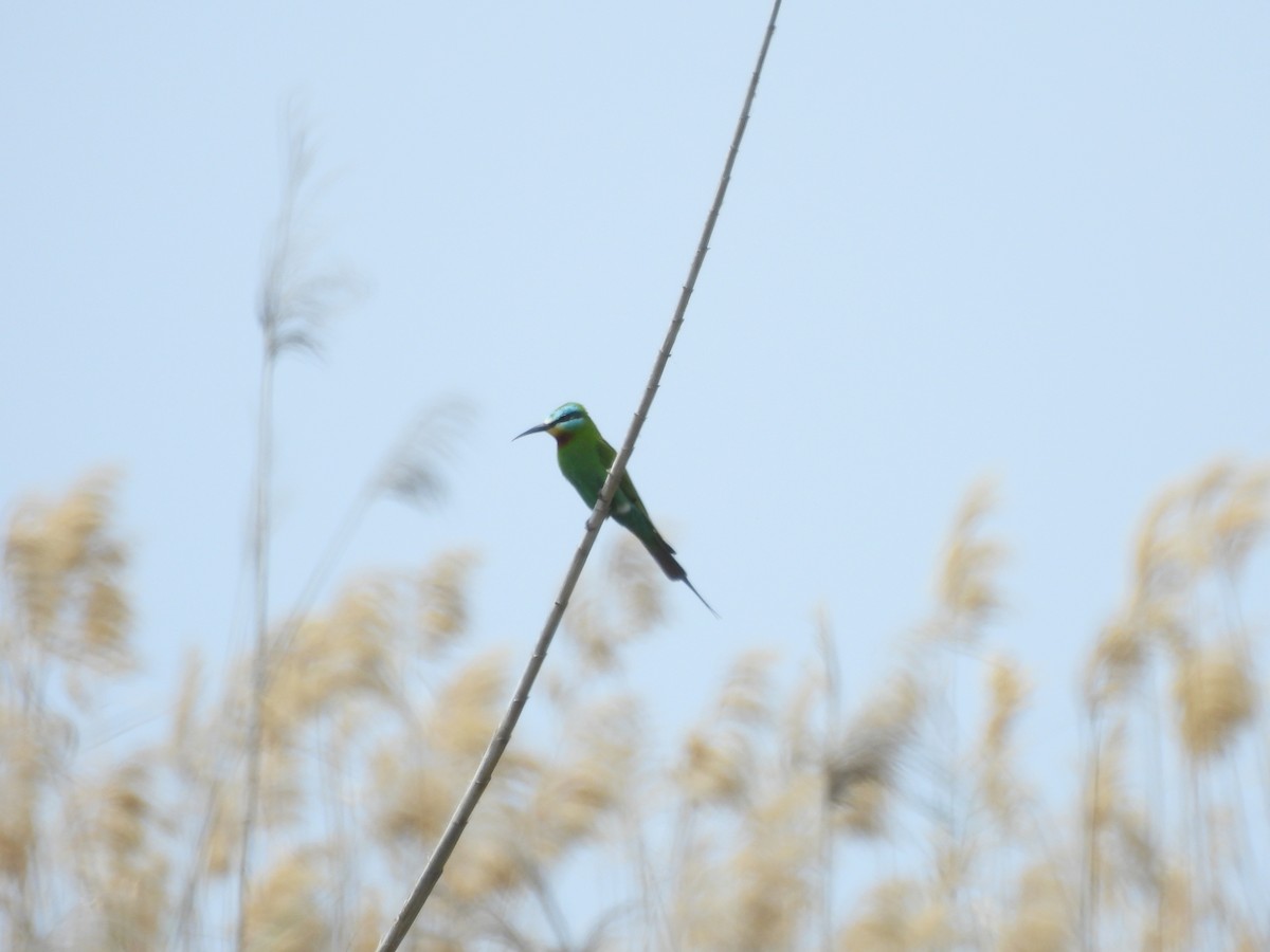 Blue-cheeked Bee-eater - ML617825535