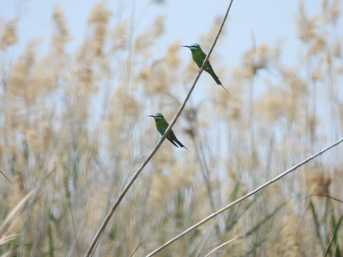 Blue-cheeked Bee-eater - ML617825544