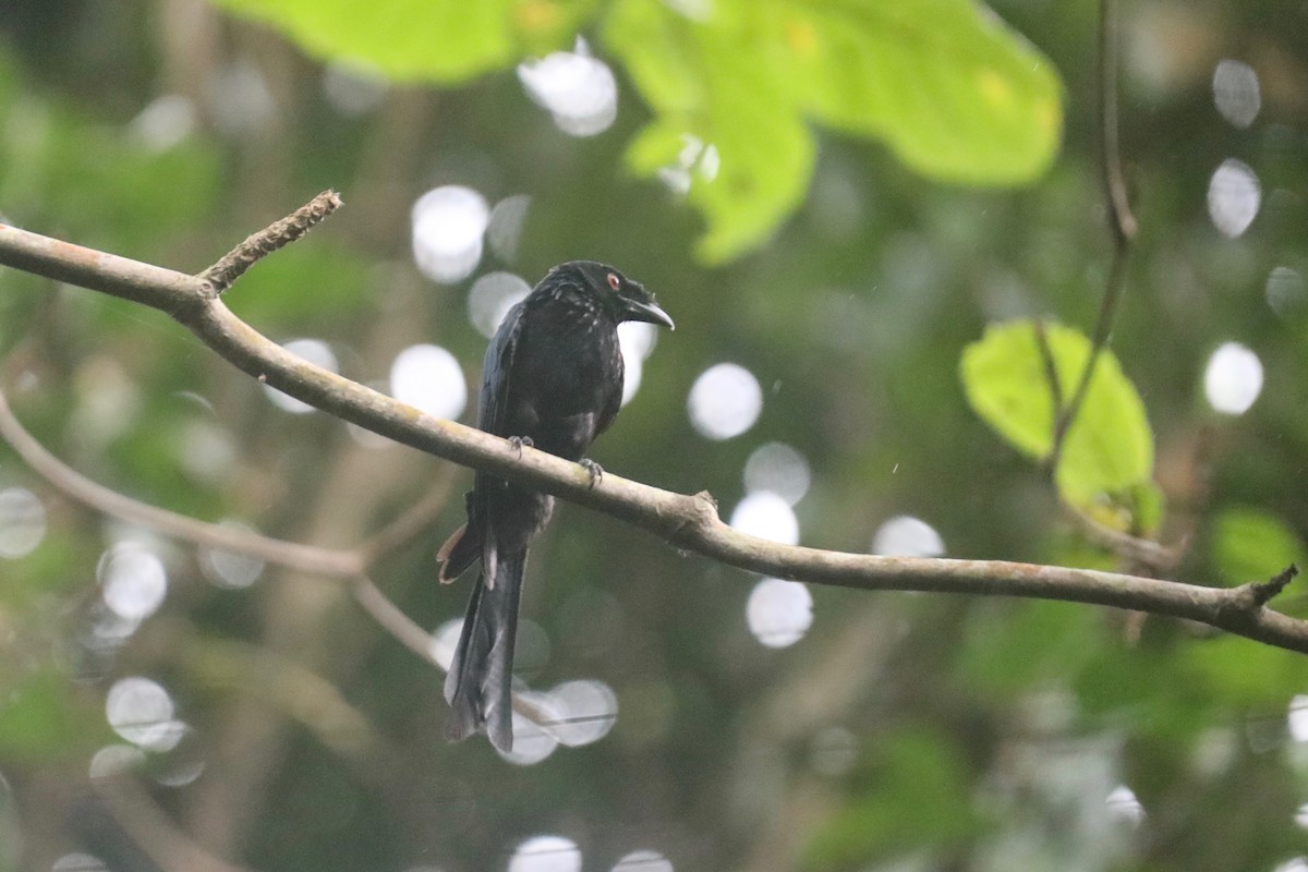 Greater Racket-tailed Drongo - ML617825549