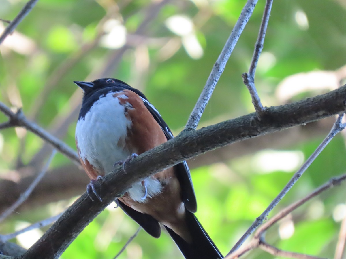Spotted Towhee - ML617825552