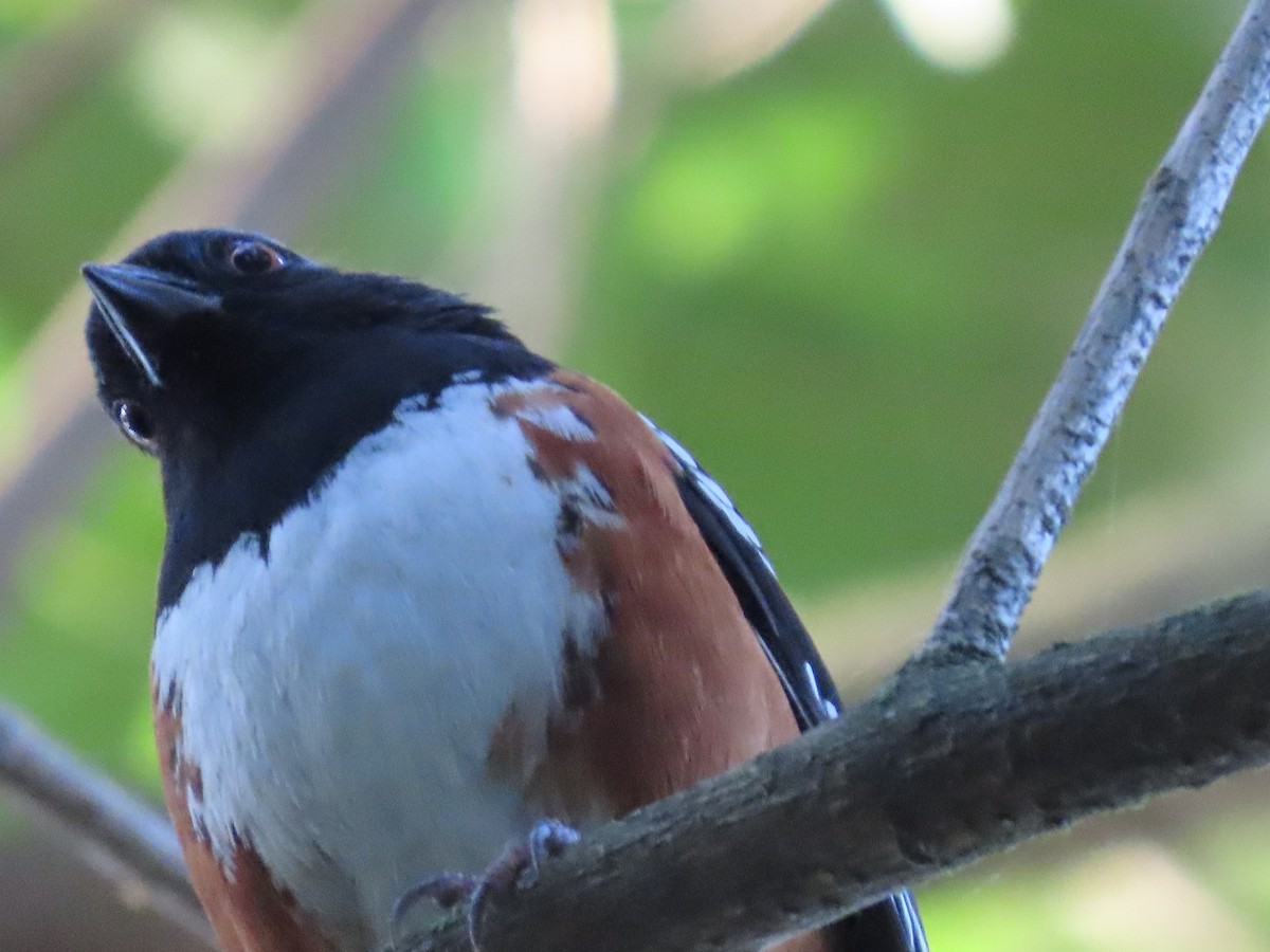 Spotted Towhee - ML617825553