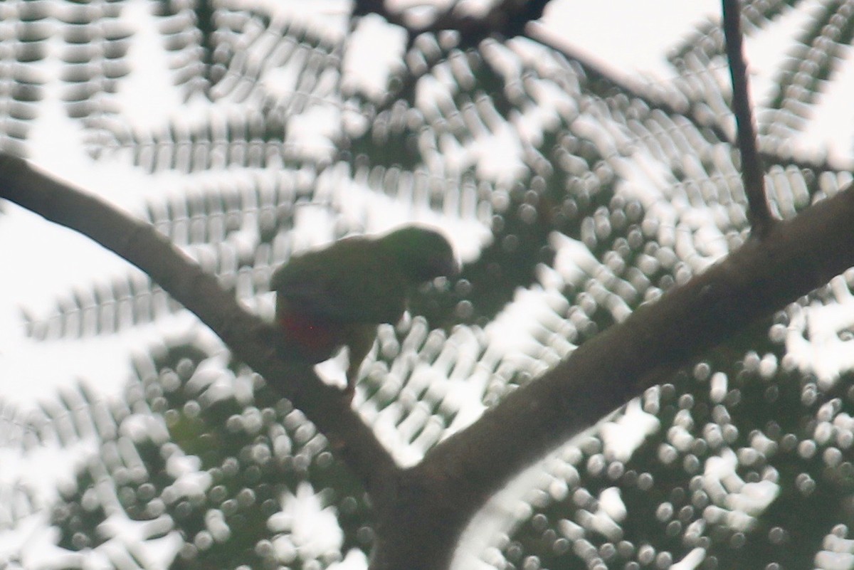 Blue-crowned Hanging-Parrot - ML617825574
