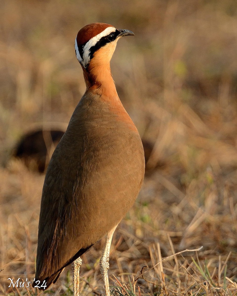 Indian Courser - ML617825585