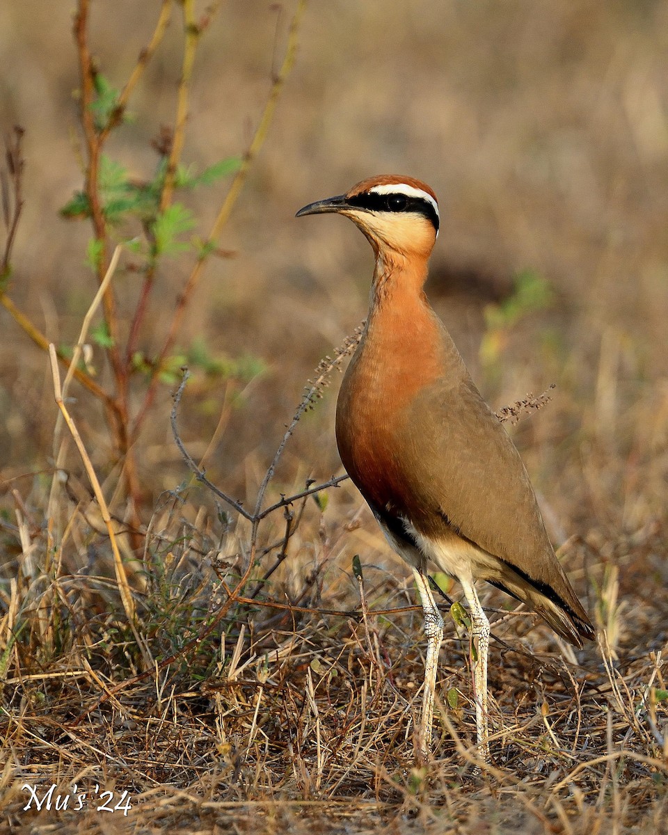 Indian Courser - ML617825586