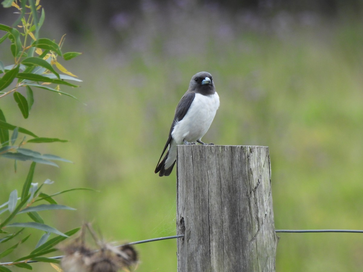 White-breasted Woodswallow - ML617825604