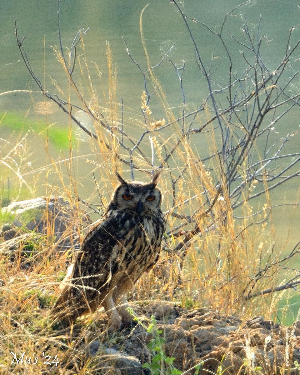 Rock Eagle-Owl - Murali Rajagopalan