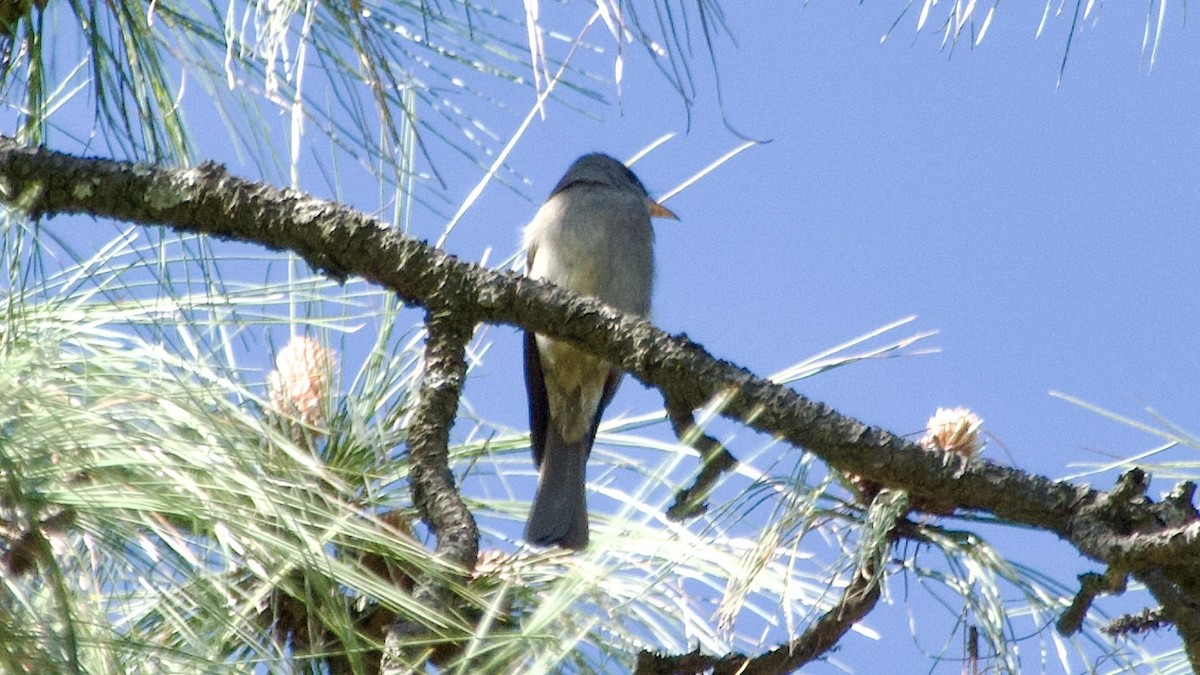 Greater Pewee - ML617825626