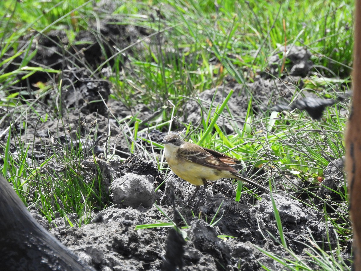 Western Yellow Wagtail - Mark Smiles