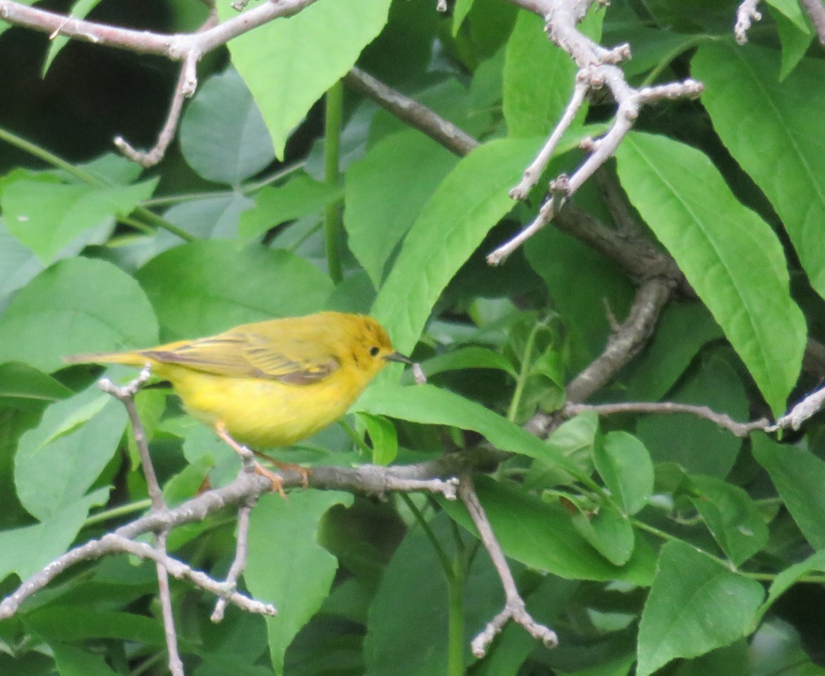 Yellow Warbler - Ben da Costa