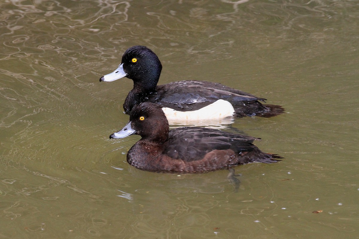 Tufted Duck - ML617825681