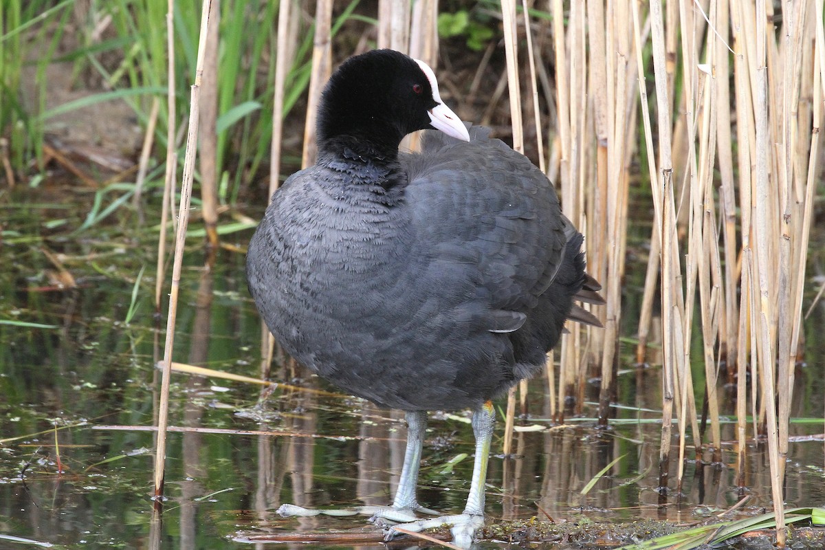 Eurasian Coot - ML617825686