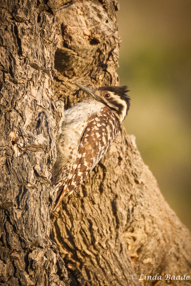 Ladder-backed Woodpecker - Gerry and Linda Baade