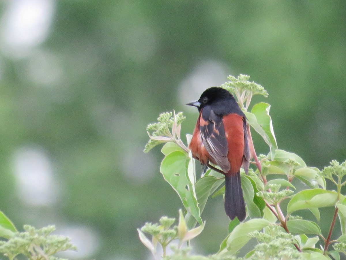 Orchard Oriole - ML617825774