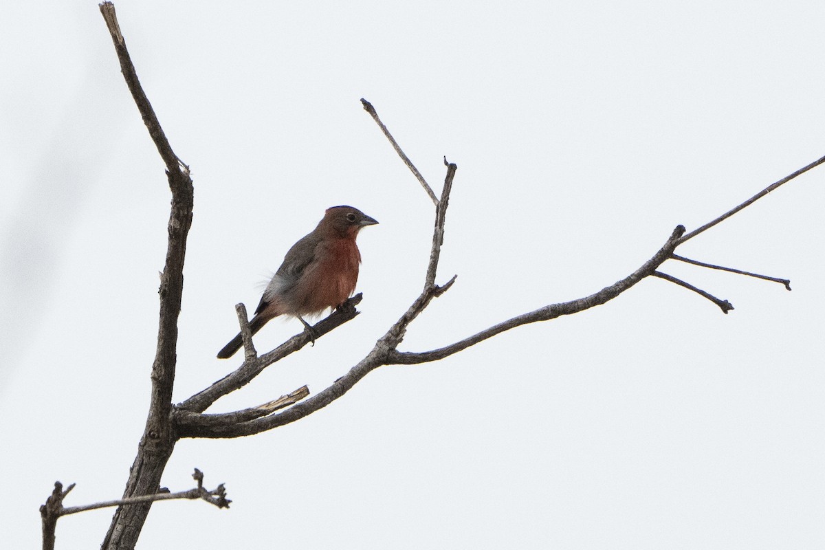 Red-crested Finch - ML617825777