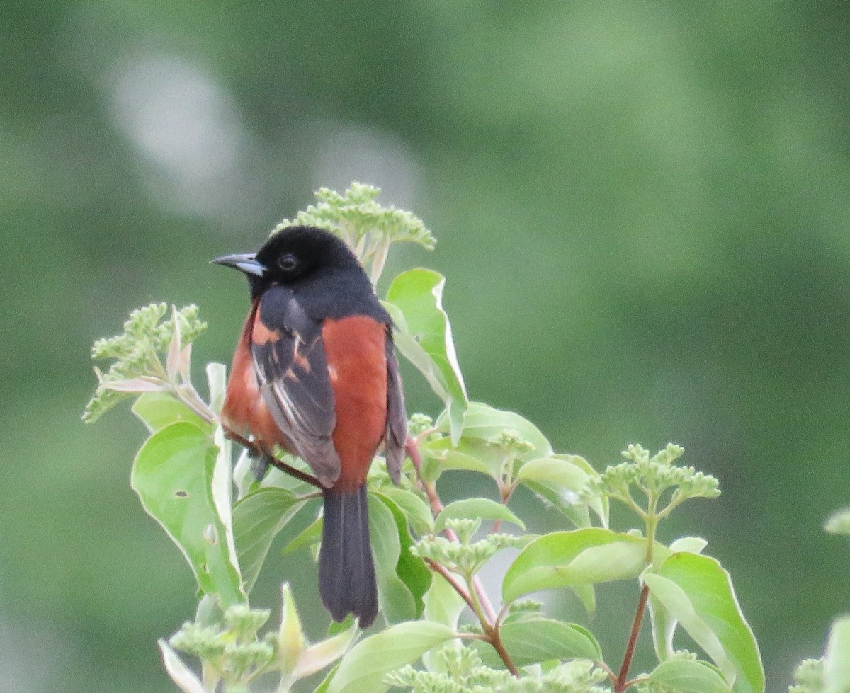 Orchard Oriole - ML617825780